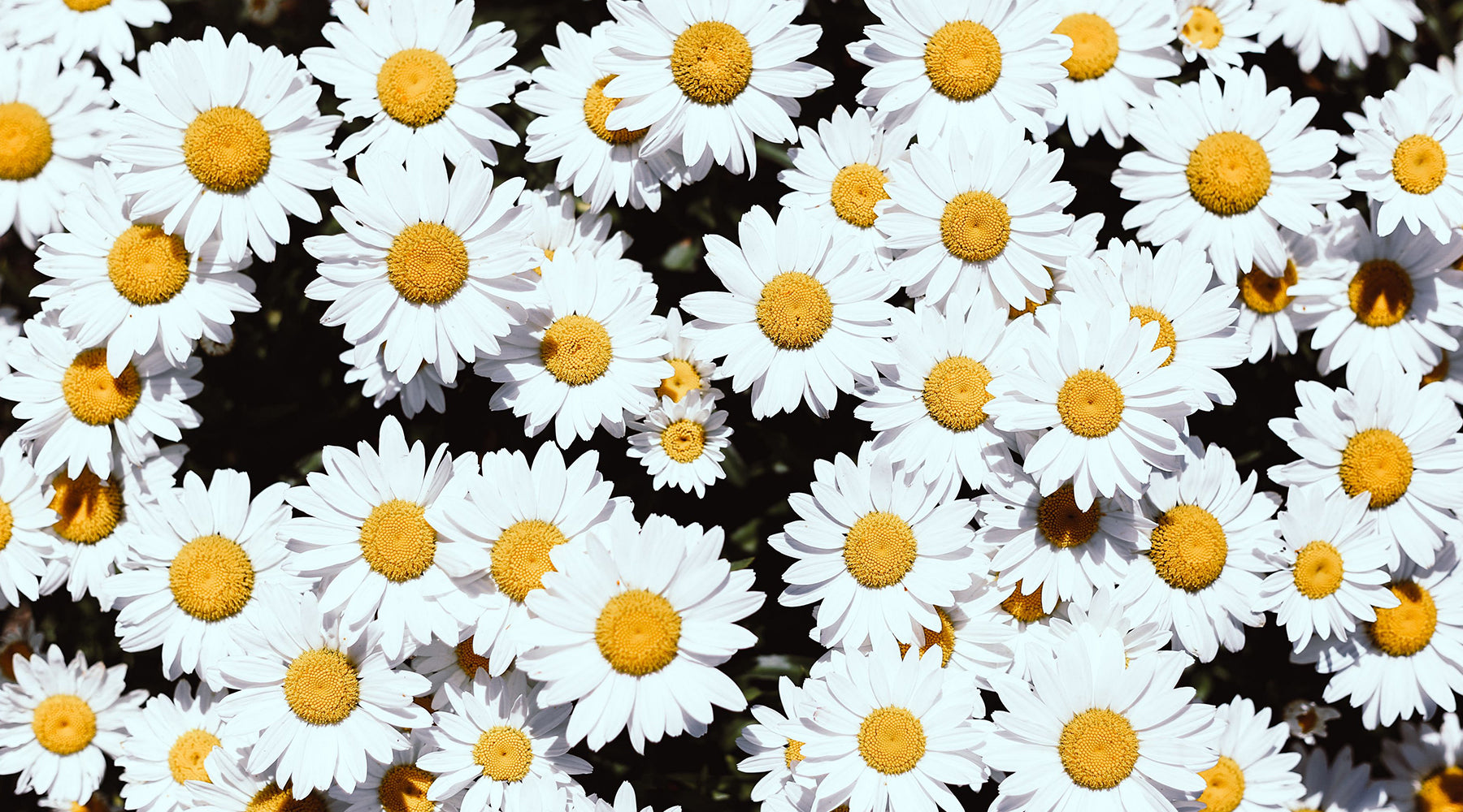 Find Out Skincare Benefits of Chamomile